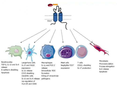The P2X7-NLRP3 inflammasome inhibitor AZD9056 has no significant effect on hidradenitis suppurativa clinical disease activity but restores cytokine production in peripheral blood mononuclear cells: Results of a phase 2 trial
