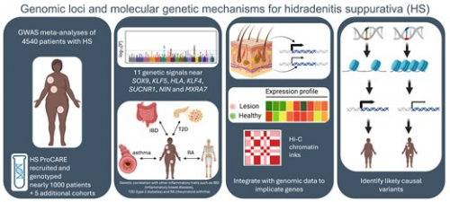 Genetic Signals Linked to HS